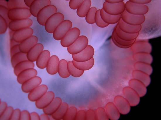 最佳年度生物顯微照片，水蚤微觀照居首