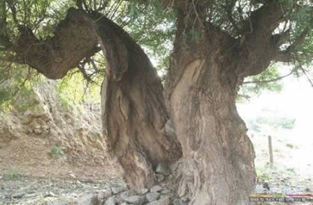 寧夏海源大地震二十三萬人喪生